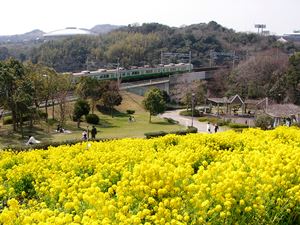 神戸総合運動公園の菜の花
