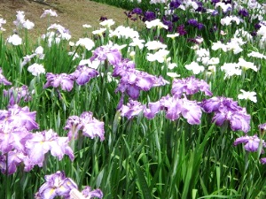 須磨離宮公園の花しょうぶ